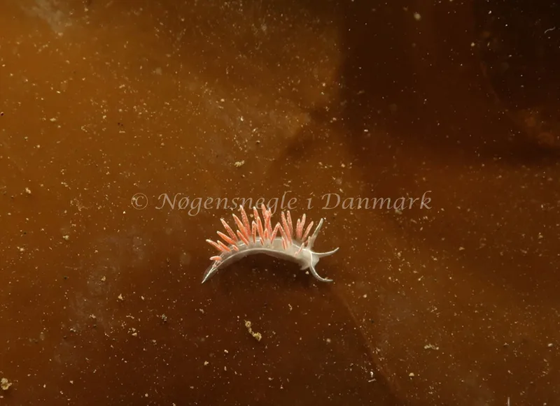 Gulenia monicae - Ammoniakhavnen - Foto: Søren Skov Nielsen