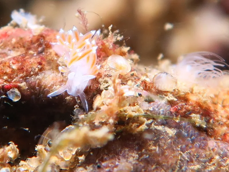 Coryphella verrucosa rufibranchialis - Lyngsbo Strand - Foto: HP Ølgaard