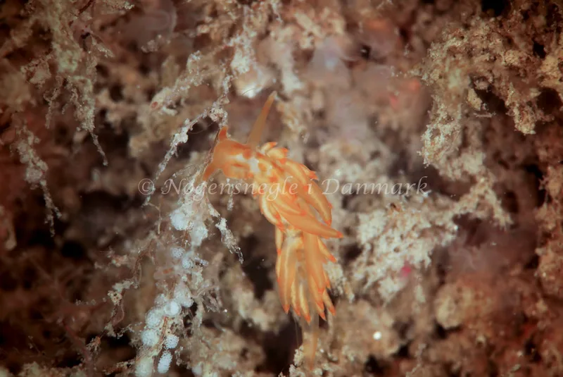 Amphorina viriola - Barken, Saltum Strand - Foto: Ib Sørensen