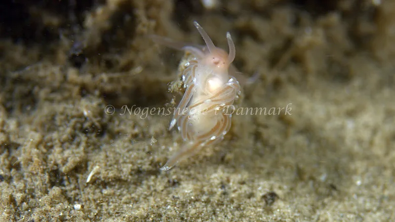Facelina cf. bostoniensis - Trykkerdammen - Foto: Thomas Blume