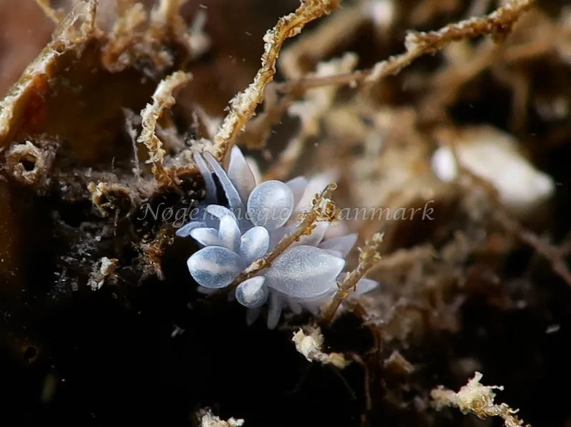 Amphorina sp. - Lyngsbo Strand - Foto: HP Ølgaard