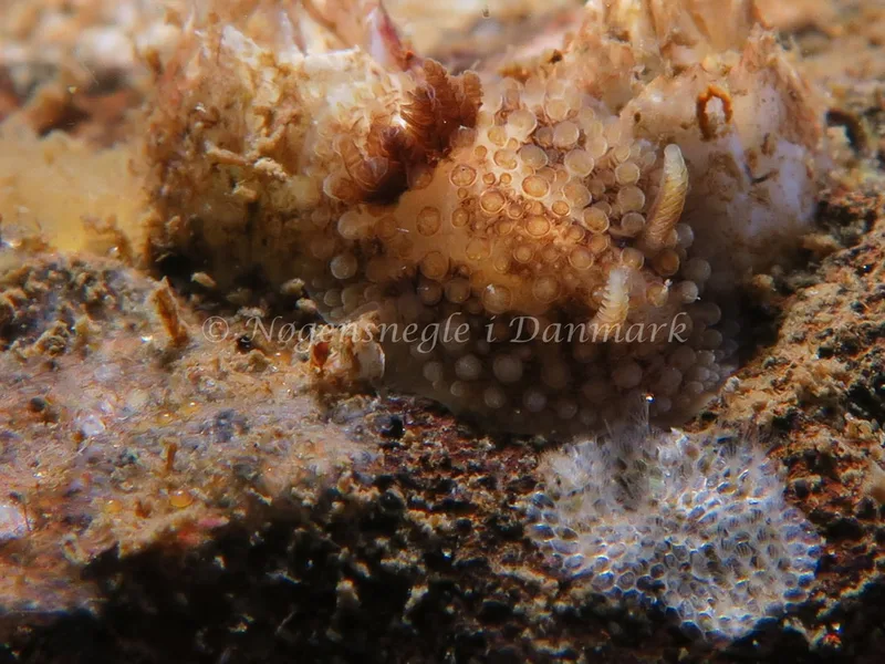 Onchidoris bilamellata - Lyngsbo Strand - Foto: HP Ølgaard