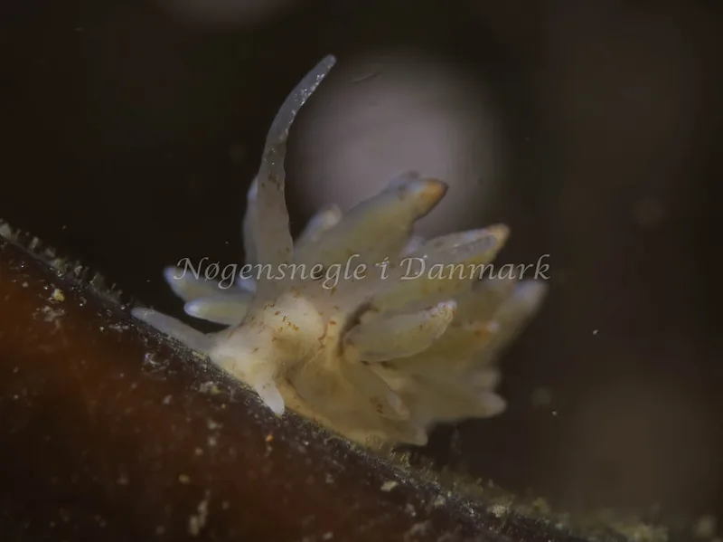 Eubranchus rupium - Lyngsbo Strand - Foto: HP Ølgaard