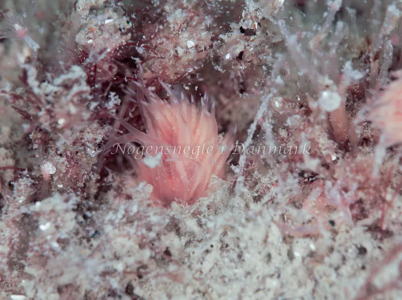 Cumanotus beaumonti - Vrag ved Løkken - Foto: Ib Sørensen
