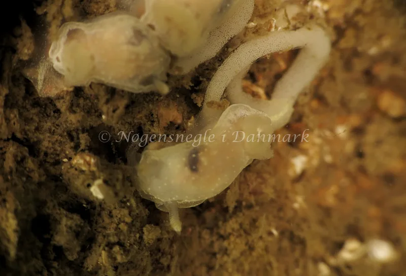Goniodoris nodosa - Barken, Saltum Strand - Foto: Ib Sørensen