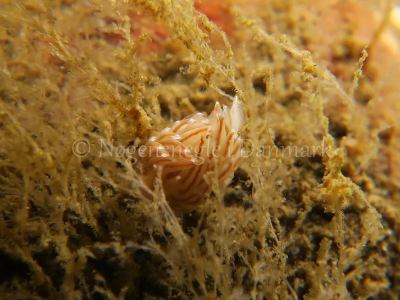 Facelina cf. bostoniensis - Ammoniakhavnen, Lillebælt - Foto: HP Ølgaard