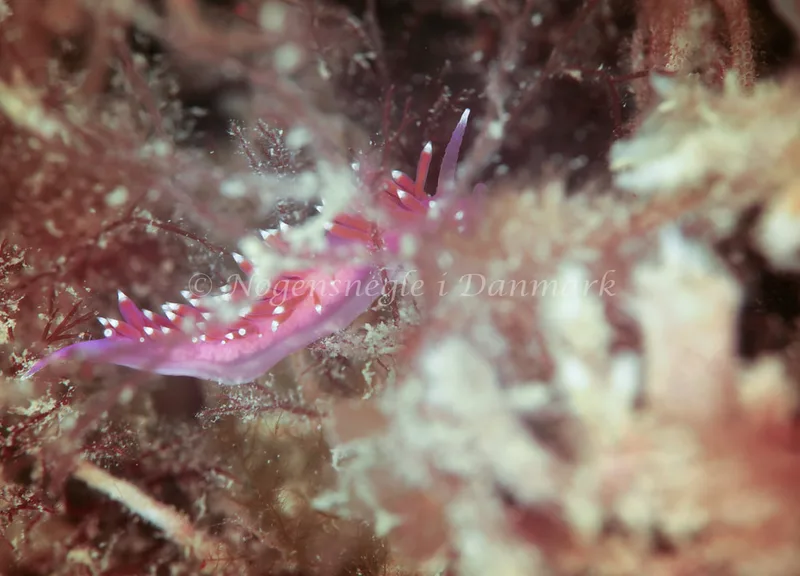 Edmundsella pedata - Crescent - Foto: Ib Sørensen