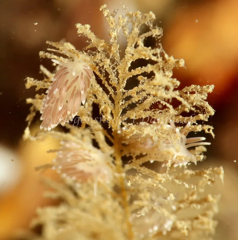 Cuthonella concinna - Ammoniakhavnen - Foto: Søren Skov Nielsen