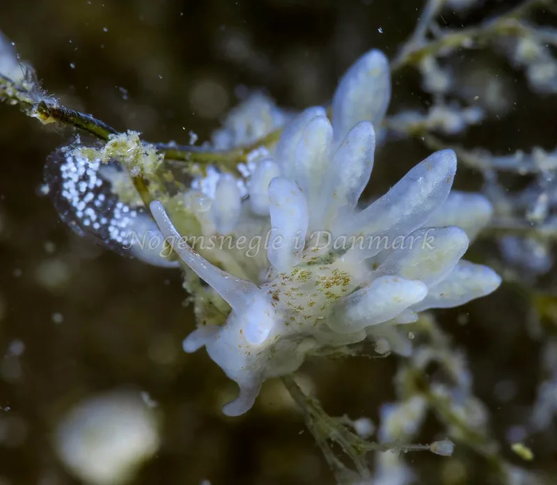 Eubranchus rupium - Lyngs Odde - Foto: HP Ølgaard