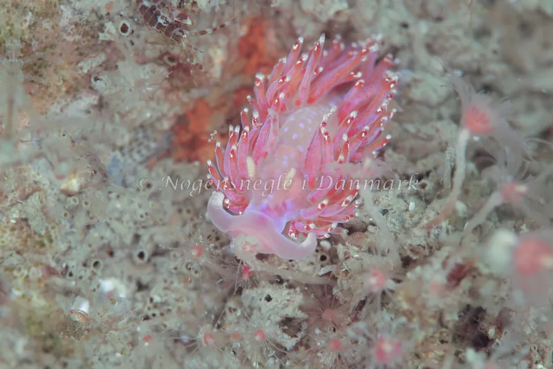 Facelina auriculata - Skolevraget (Vrag) - Foto: Ib Sørensen