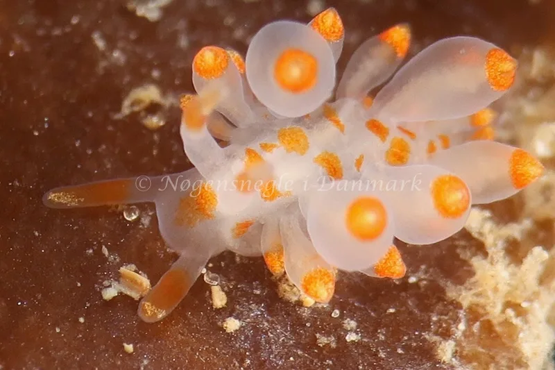 Amphorina farrani - Lyngsbo Strand - Foto: HP Ølgaard
