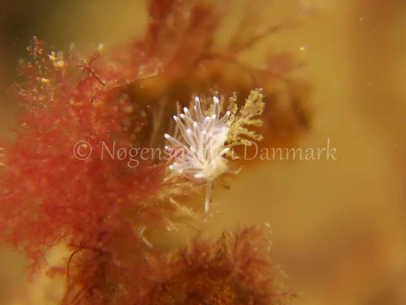 Cuthonella concinna - Ammoniakhavnen, Lillebælt - Foto: HP Ølgaard