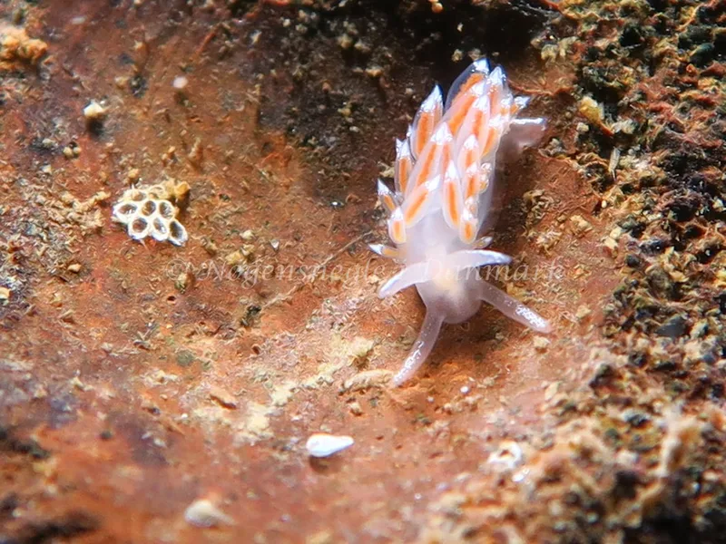 Coryphella verrucosa rufibranchialis - Lyngsbo Strand - Foto: HP Ølgaard