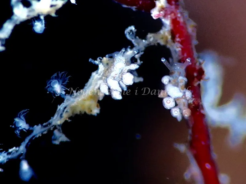 Eubranchus exiguus - Ammoniakhavnen - Foto: HP Ølgaard