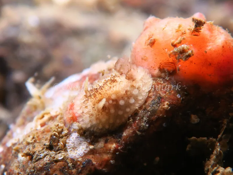 Onchidoris bilamellata - Lyngsbo Strand - Foto: HP Ølgaard