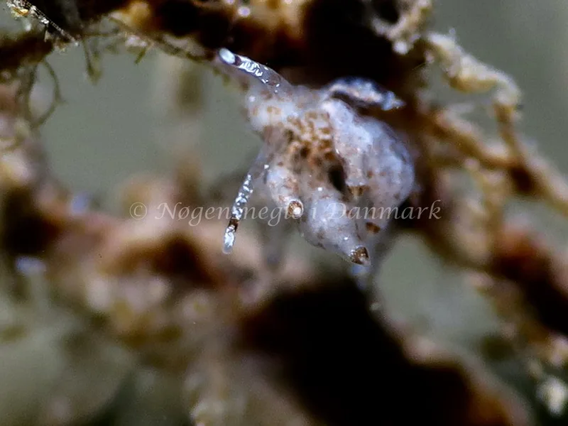 Eubranchus exiguus - Lyngsbo Strand - Foto: HP Ølgaard