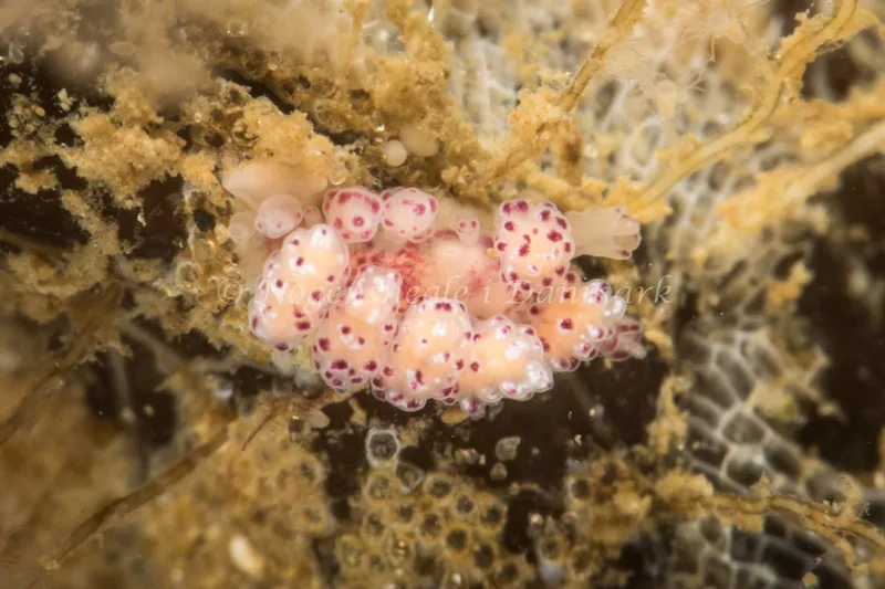 Doto coronata - Strib Havn - Foto: Poul Erik Rasmussen