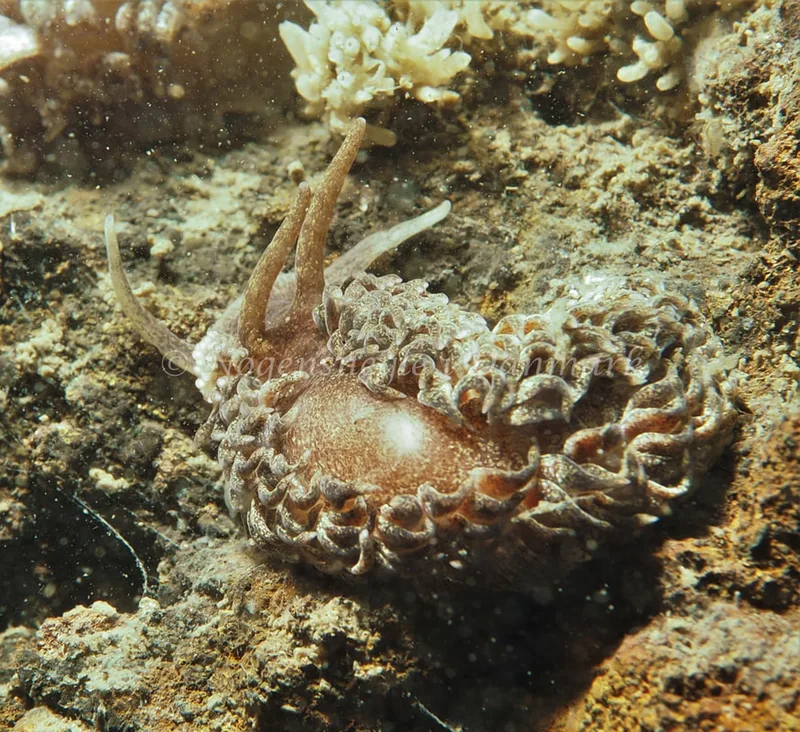 Aeolidia papillosa - Søbadet - Foto: Dave Holland
