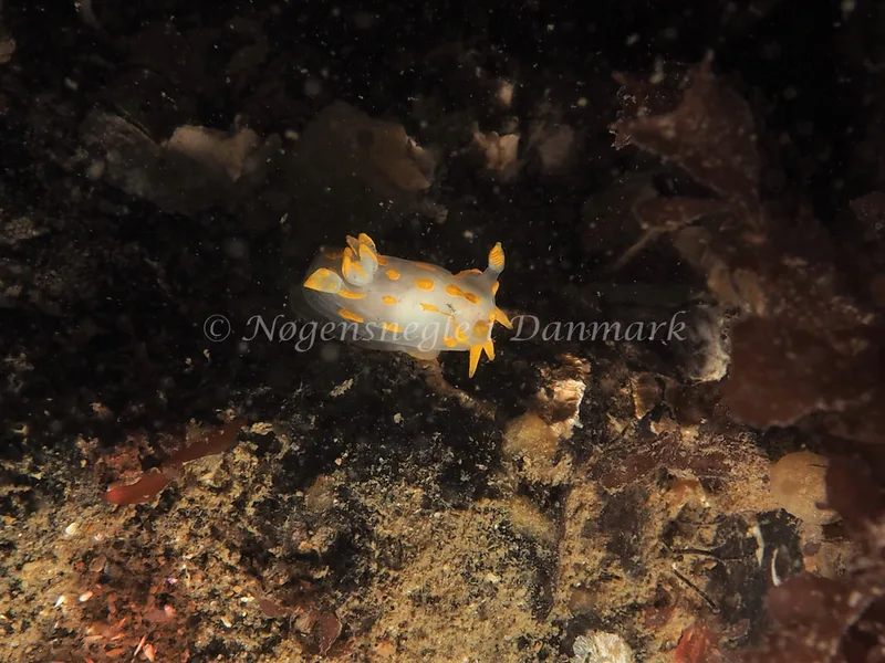 Polycera quadrilineata - Søbadet - Foto: Dave Holland
