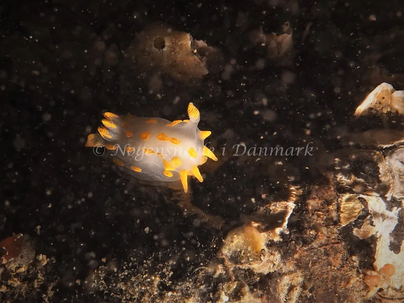 Polycera quadrilineata - Søbadet - Foto: Dave Holland
