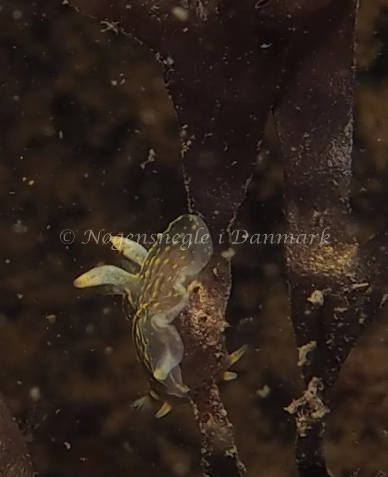 Polycera quadrilineata - Knudshoved Færgehavn - Foto: Dave Holland