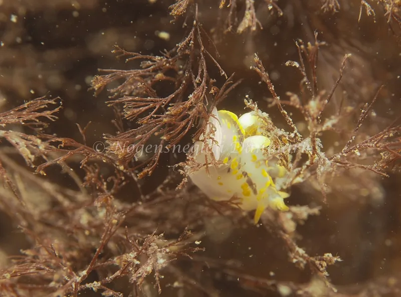 Polycera quadrilineata - Knudshoved Færgehavn - Foto: Dave Holland