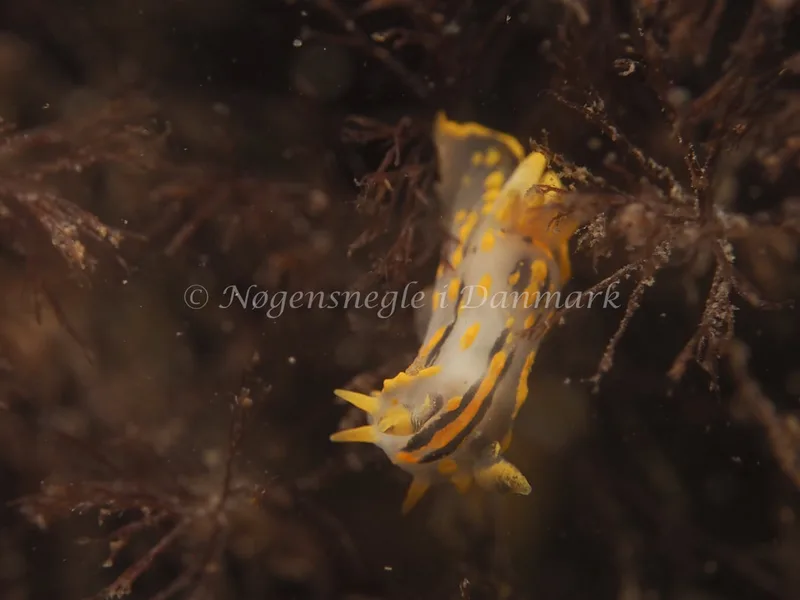 Polycera quadrilineata - Knudshoved Færgehavn - Foto: Dave Holland