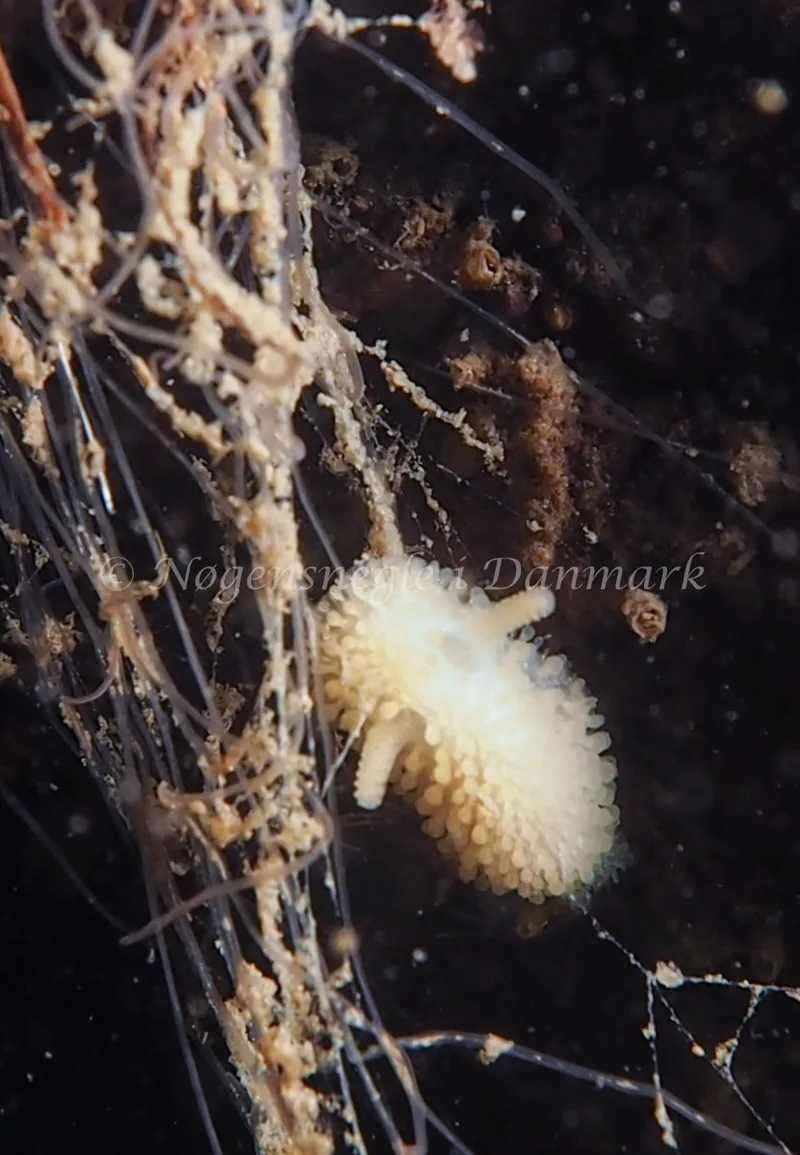 Onchidoris muricata - Knudshoved Færgehavn - Foto: Dave Holland