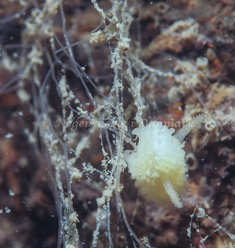 Onchidoris muricata - Knudshoved Færgehavn - Foto: Dave Holland