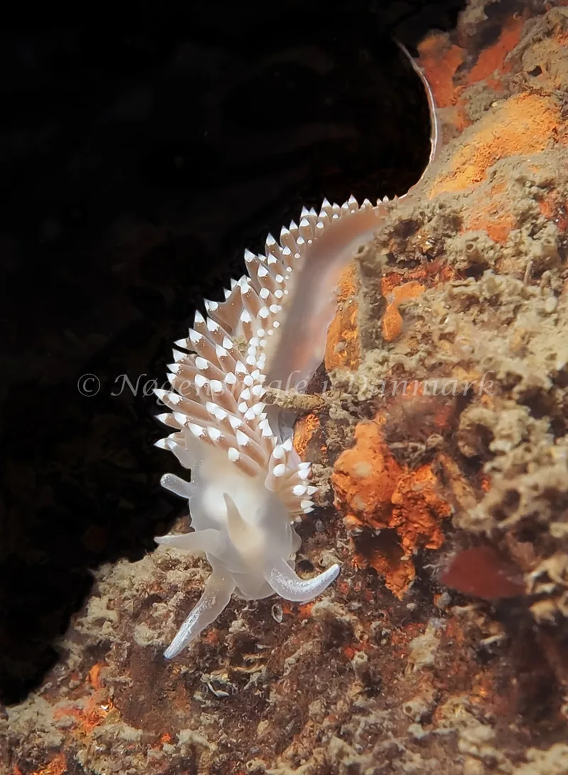 Coryphella verrucosa - Knudshoved Færgehavn - Foto: Dave Holland