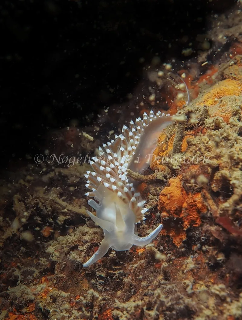 Coryphella verrucosa - Knudshoved Færgehavn - Foto: Dave Holland