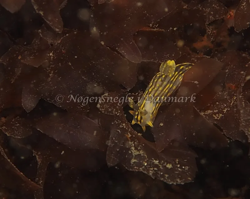Polycera quadrilineata - Knudshoved Færgehavn - Foto: Dave Holland
