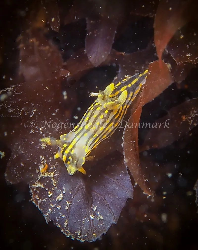Polycera quadrilineata - Knudshoved Færgehavn - Foto: Dave Holland
