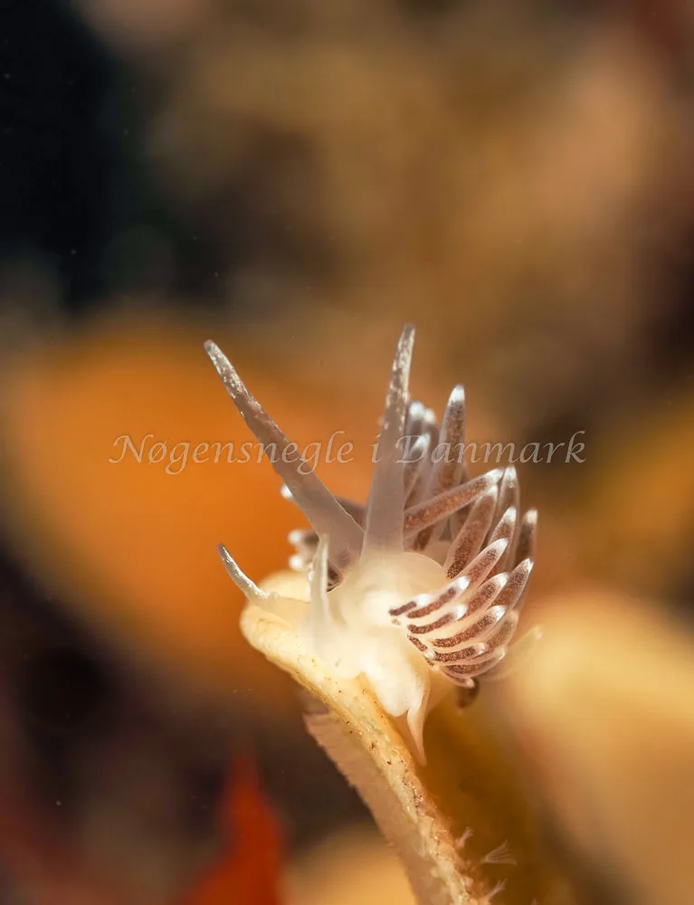Cuthonella concinna - Ammoniakhavnen, Foto: Dave Holland