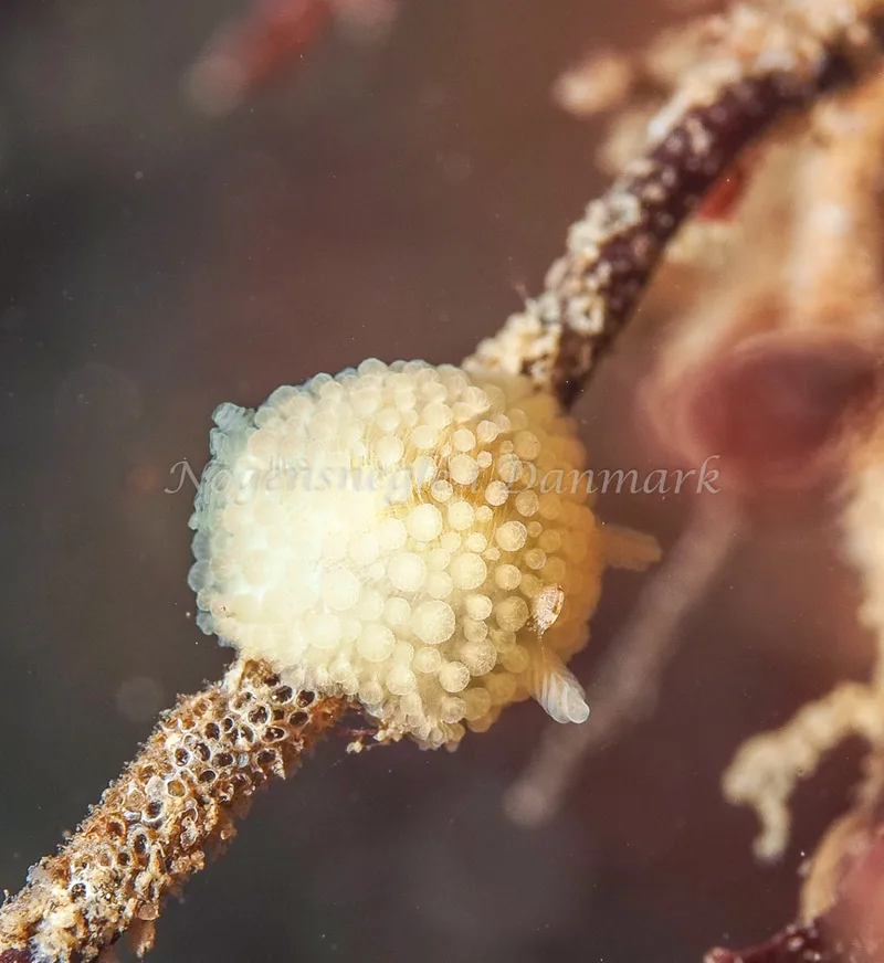 Onchidoris muricata - Ammoniakhavnen, Foto: Dave Holland