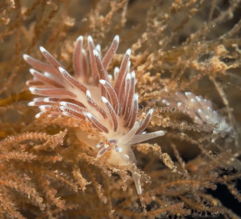 Cuthonella concinna - Ammoniakhavnen, Foto: Dave Holland