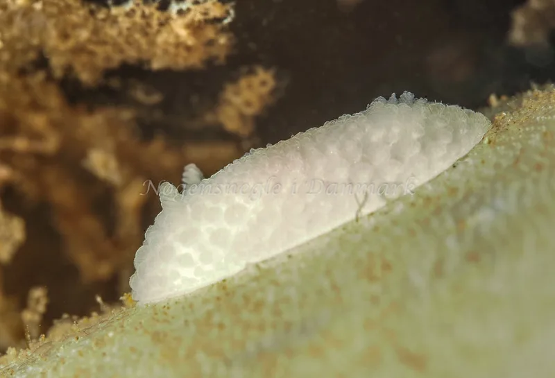 Onchidoris muricata - Ammoniakhavnen, Foto: Dave Holland