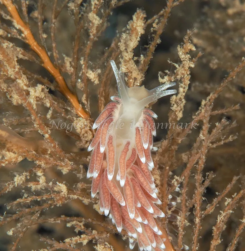 Cuthonella concinna - Ammoniakhavnen, Foto: Dave Holland