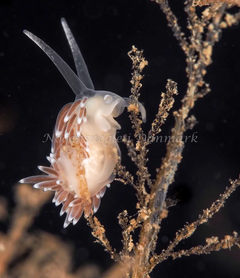 Cuthonella concinna - Ammoniakhavnen, Foto: Dave Holland