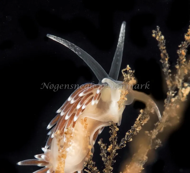 Cuthonella concinna - Ammoniakhavnen, Foto: Dave Holland