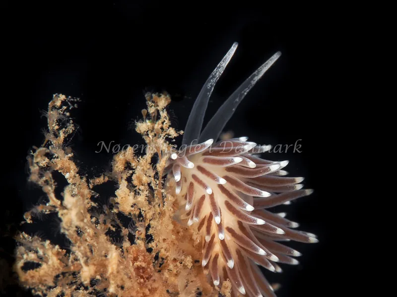 Cuthonella concinna - Ammoniakhavnen, Foto: Dave Holland