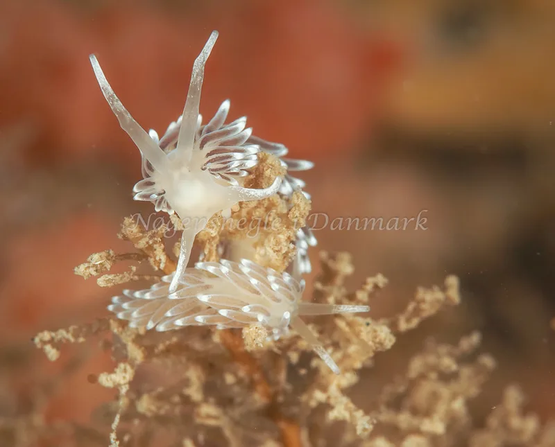 Cuthonella concinna - Ammoniakhavnen, Foto: Dave Holland