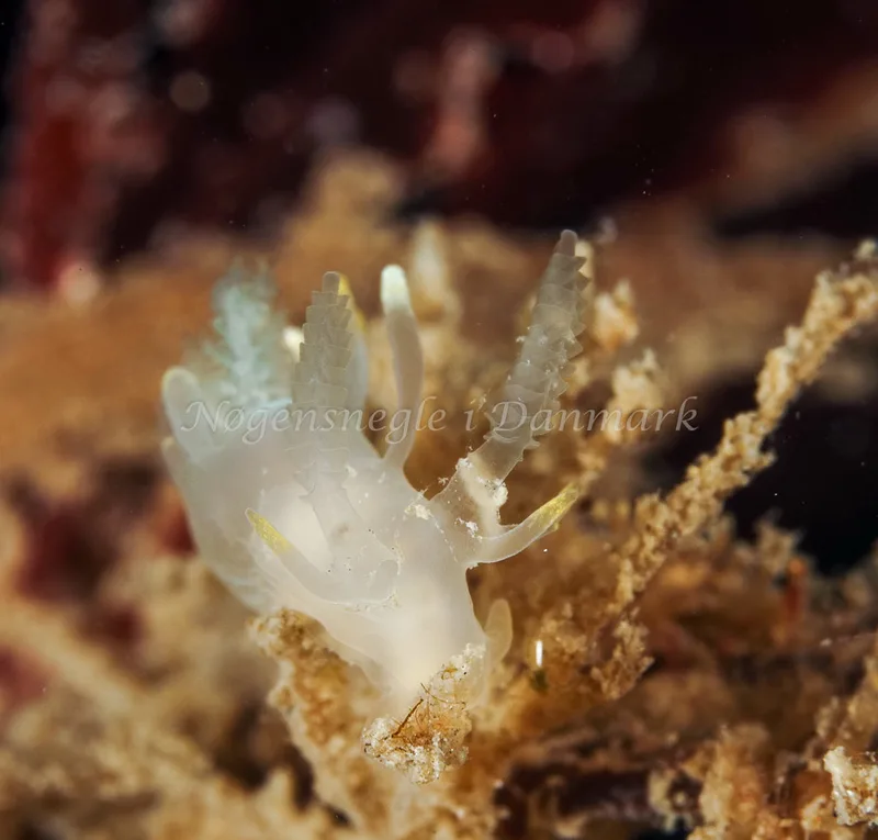Ancula gibbosa - Ammoniakhavnen, Foto: Dave Holland
