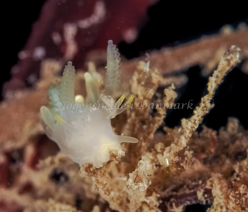 Ancula gibbosa - Ammoniakhavnen, Foto: Dave Holland