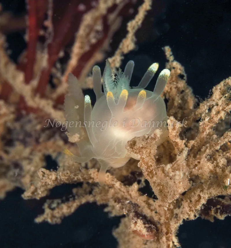 Ancula gibbosa - Ammoniakhavnen, Foto: Dave Holland