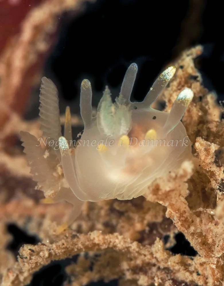 Ancula gibbosa - Ammoniakhavnen, Foto: Dave Holland
