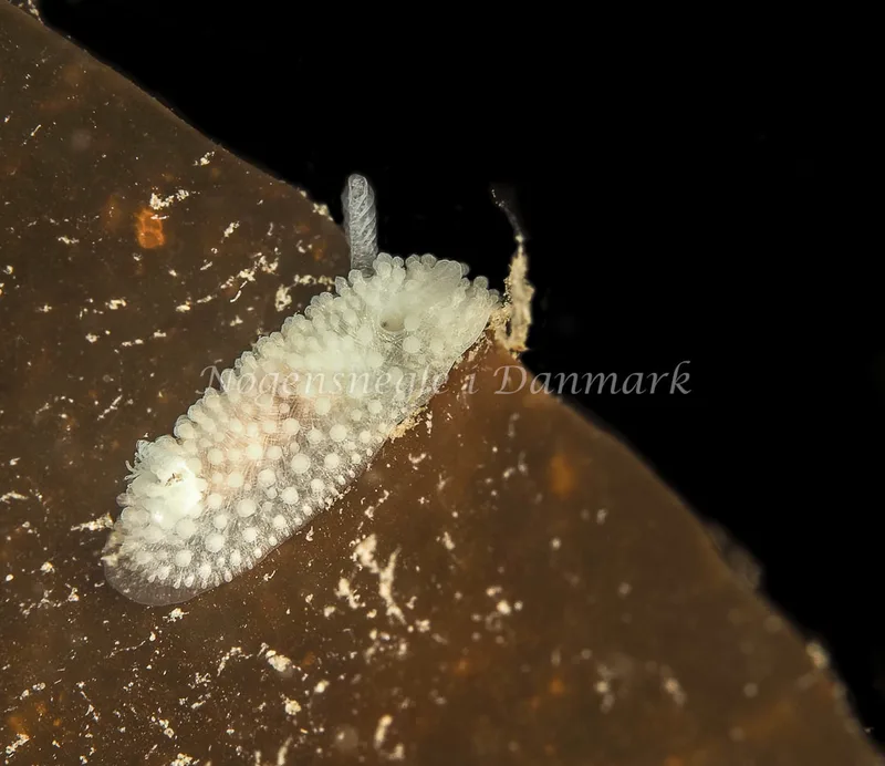Onchidoris muricata - Ammoniakhavnen - Foto: Dave Holland