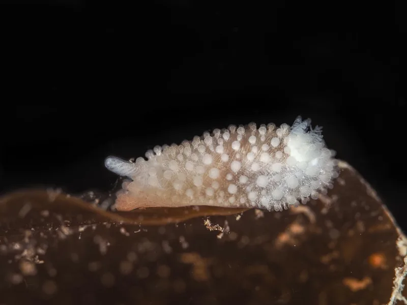 Onchidoris muricata - Ammoniakhavnen - Foto: Dave Holland