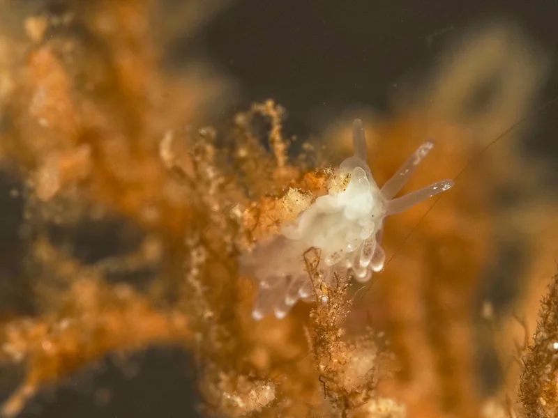 Cuthonella concinna - Ammoniakhavnen - Foto: Dave Holland