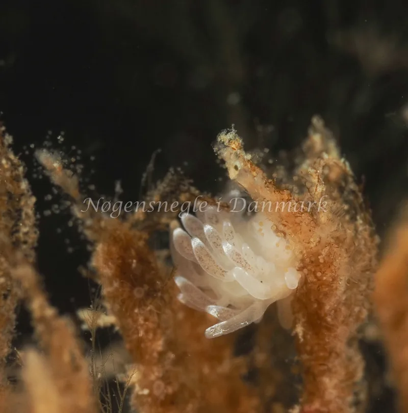 Cuthonella concinna - Ammoniakhavnen - Foto: Dave Holland